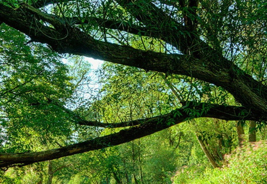 wp3008399-desktop-natural-wallpaper